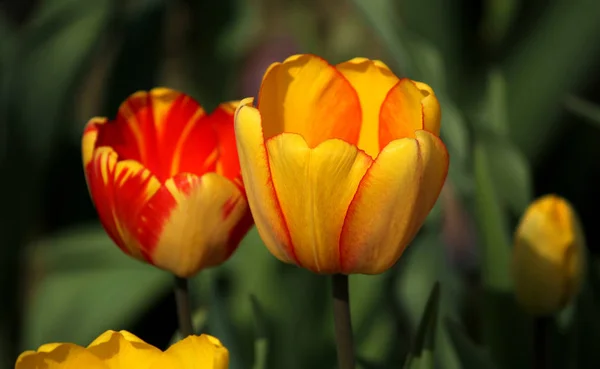 Schöne Frühlingstulpen Blumen Flora — Stockfoto
