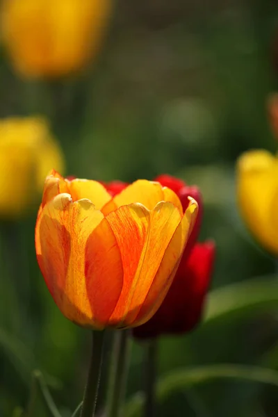 Fleurs Tulipes Pétales Flore Printanière — Photo