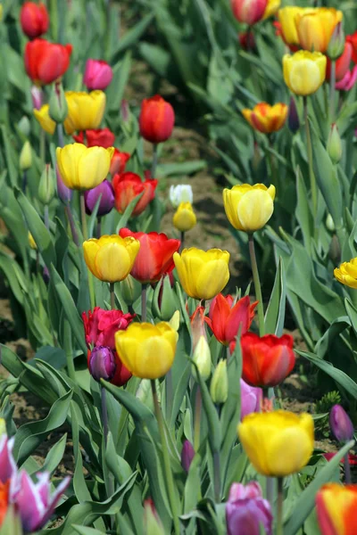 Kwitnące Wiosenne Tulipany Kwiaty — Zdjęcie stockowe