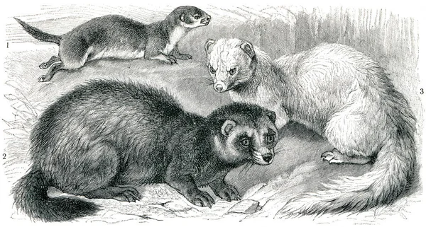 Εμφανίζει Την Ευρωπαϊκή Polecat Mustela Putorius Weasel Putorius Foetidus Ferret — Φωτογραφία Αρχείου