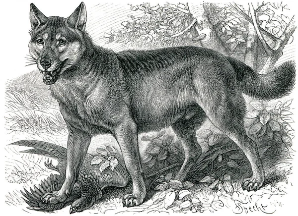 Lobo Gris Representado Canis Lupus Publicación Del Libro Meyers Konversations — Foto de Stock