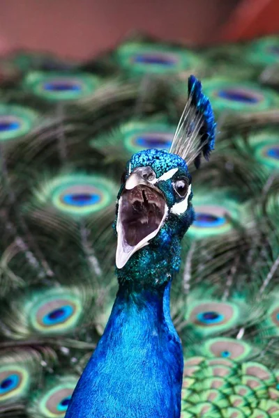 peacock bird, colorful feathers