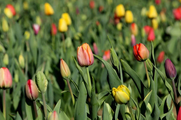 Spring Tulips Flowers Petals Flora — Stock Photo, Image