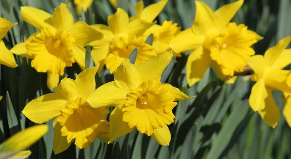 Schöne Frühlingsblume Narzisse — Stockfoto