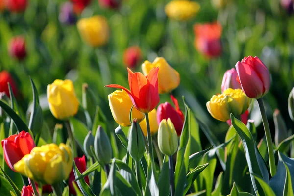 Tulpaner Blomma Vår Flora — Stockfoto