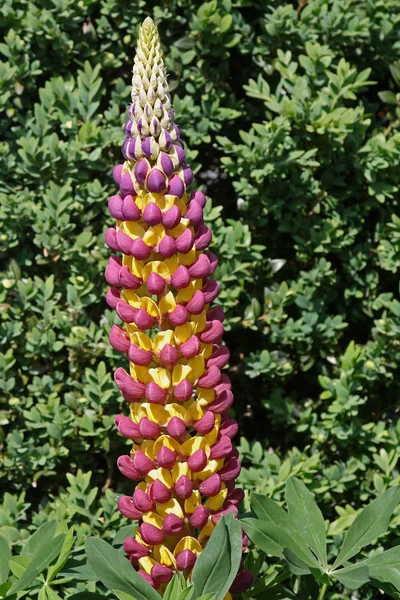 Çiçek Açan Lupin Çayır Bitkisi — Stok fotoğraf