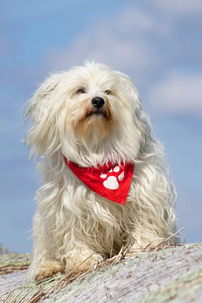 Retrato Cão Bonito — Fotografia de Stock