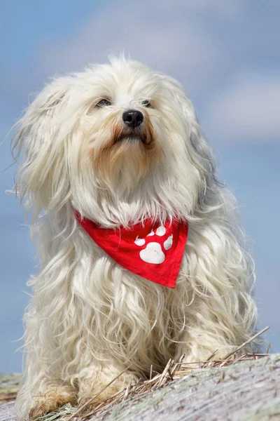 Portrait Cute White Poodle Blue Background — Stock Photo, Image