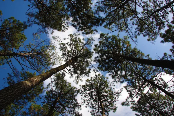 Doğa Ağaçları Çevre Botanik — Stok fotoğraf