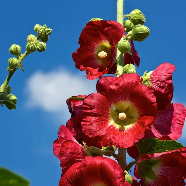 昼間の美しさ開花植物 — ストック写真