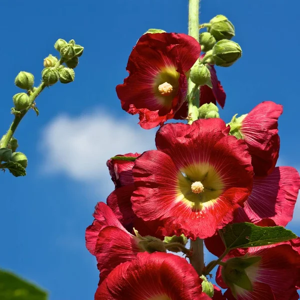 Belleza Planta Flor Durante Día — Foto de Stock