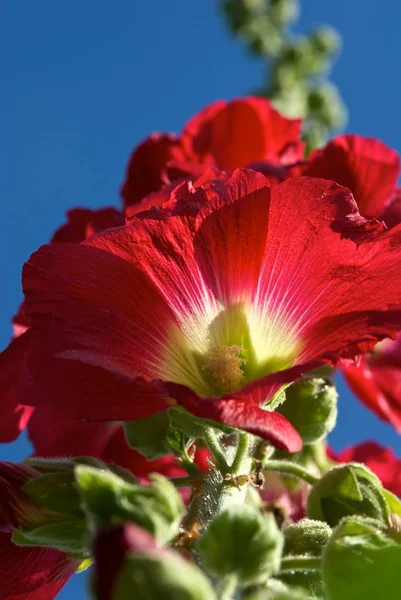 Flores Papoula Vermelha Jardim — Fotografia de Stock