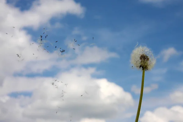 天然のタンポポの花の美しい景色 — ストック写真