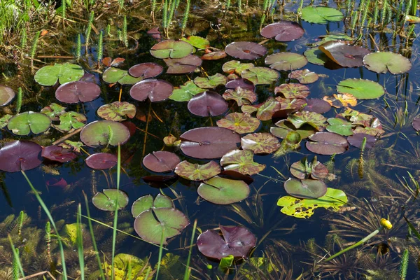 庭の池の詳細を見る — ストック写真