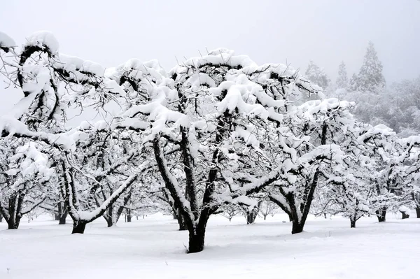 Яблочный Сад Лиственными Деревьями Покрытыми Зимним Снегопадом Высокими Соснами Склоне — стоковое фото