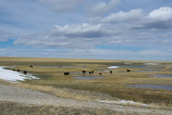 Vacas Negras Montana Vasta Pradera —  Fotos de Stock