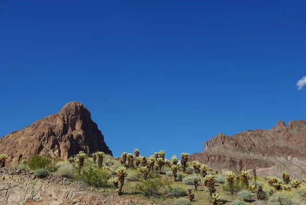 Chollas Rochas Perto Aveia Arizona — Fotografia de Stock