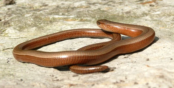 Blinder Wurm Echsenwesen — Stockfoto