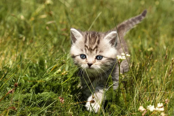 Mały Kot Słodkie Małe Zwierzę — Zdjęcie stockowe