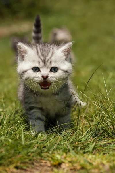 小さな猫かわいい小さな動物 — ストック写真