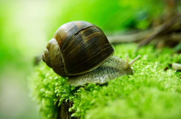 Lumaca Animale Mollusco Gasteropode — Foto Stock