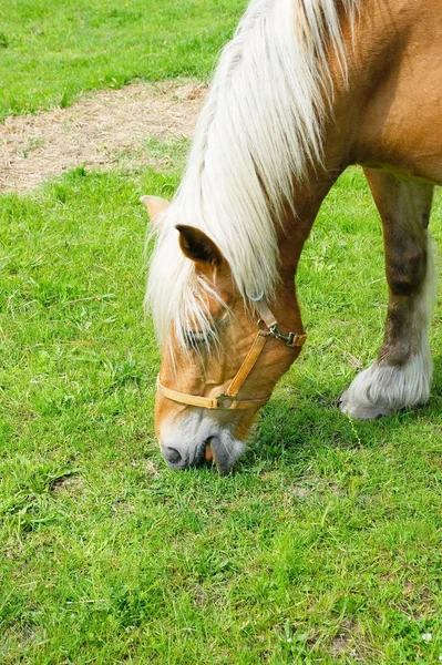 Carino Cavallo Natura Selvaggia — Foto Stock