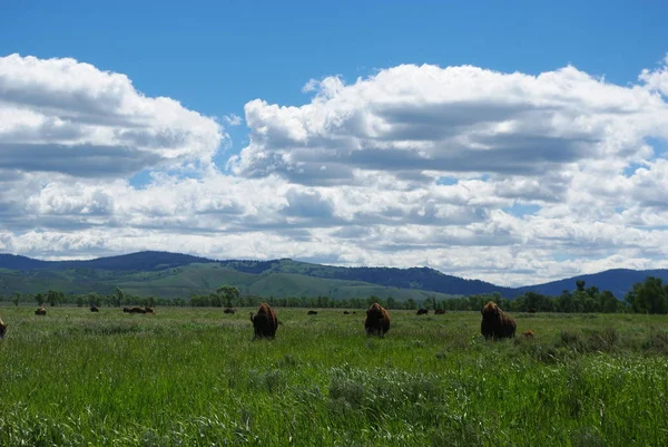 Buffalo Herbívoros Animais Vida Selvagem — Fotografia de Stock