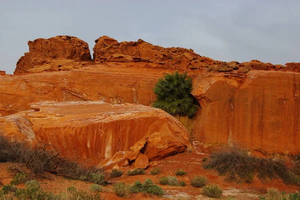 Palmboom Oranje Rotsblok Klein Finland Nevada — Stockfoto