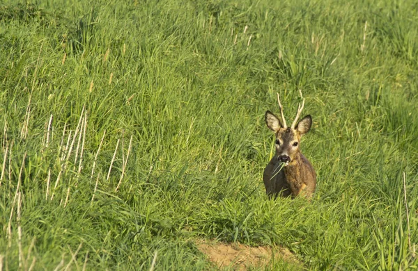 Wildlife Scene Prachtige Natuur — Stockfoto