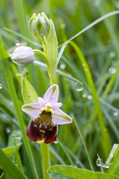 Les Fleurs Tardives Orchidée Araignée — Photo