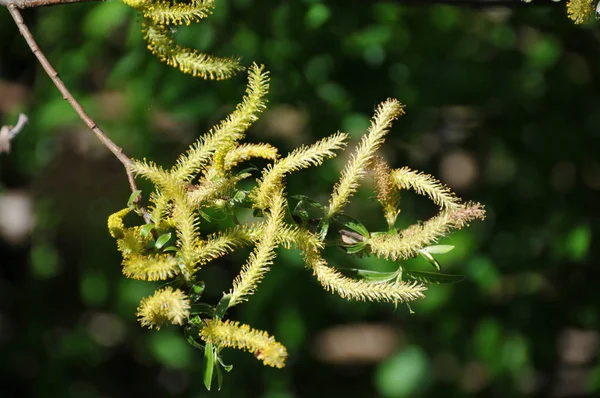 Natuur Flora Plantkunde Boom — Stockfoto