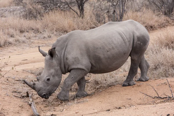 Giovane Rinoceronte Bianco Ceratotherium Simum Nel Cespuglio — Foto Stock
