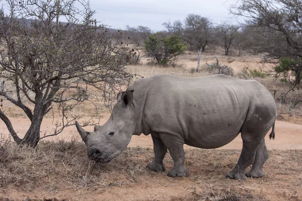 Jovem Rinoceronte Branco Ceratotherium Simum Mato — Fotografia de Stock