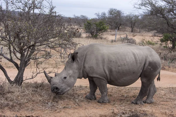 Çalılıklarda Genç Beyaz Gergedan Ceratotherium Simum — Stok fotoğraf