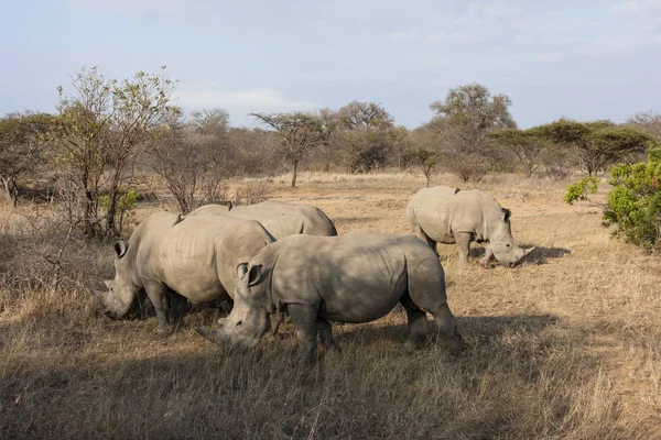 Animais Africanos Criação Rinocerontes Fauna — Fotografia de Stock