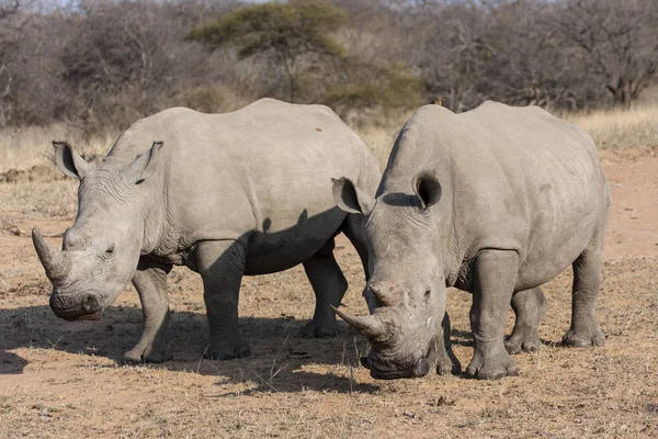 Animais Africanos Criação Rinocerontes Fauna — Fotografia de Stock