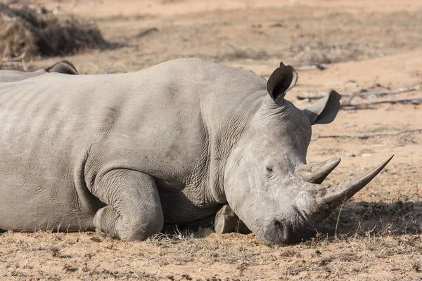 Animais Africanos Criação Rinocerontes Fauna — Fotografia de Stock