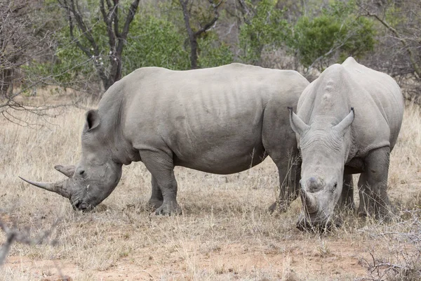 Африканська Тварина Носороги Фауна — стокове фото