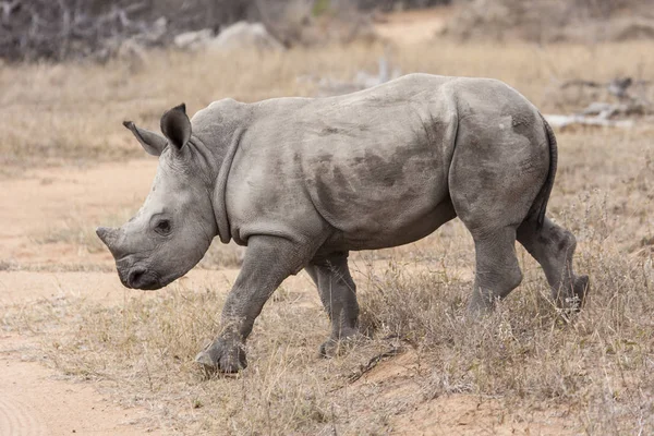 Fiatal Fehér Orrszarvú Ceratotherium Sthe Bokorban — Stock Fotó