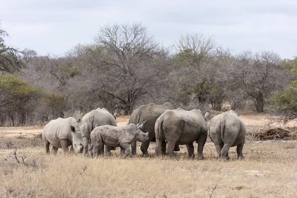 Animali Africani Rinoceronte Fauna — Foto Stock