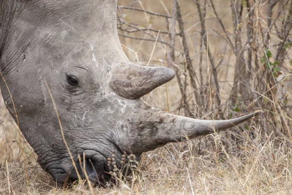 Afrikanisches Tier Nashornwesen Fauna — Stockfoto