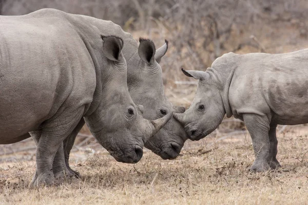 Animal Africano Criatura Rinoceronte Fauna — Foto de Stock