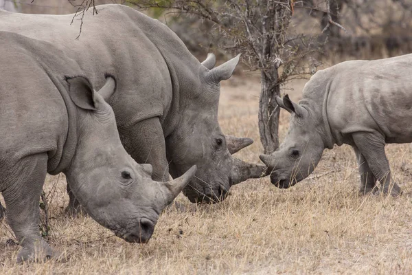 Animal Africano Criatura Rinoceronte Fauna — Foto de Stock