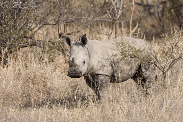 Afrikanisches Tier Nashornwesen Fauna — Stockfoto