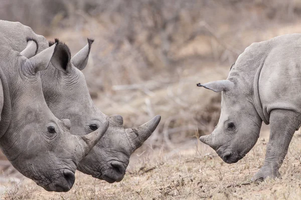 Afrikaanse Dier Neushoorn Schepsel Fauna — Stockfoto