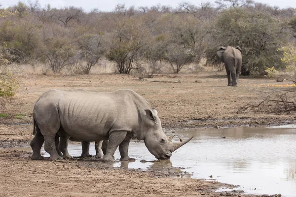 Africké Zvíře Nosorožec Fauna — Stock fotografie