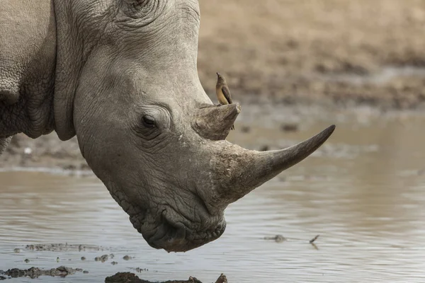 アフリカ動物サイ動物動物 — ストック写真
