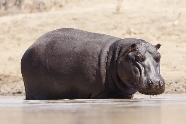 Hippopotame Animal Hippopotame Sauvage — Photo