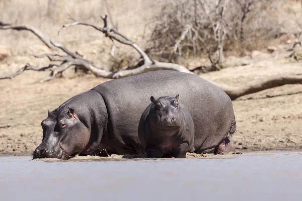 Hippopotamus Animal Hippo Wildlife — Stock Photo, Image