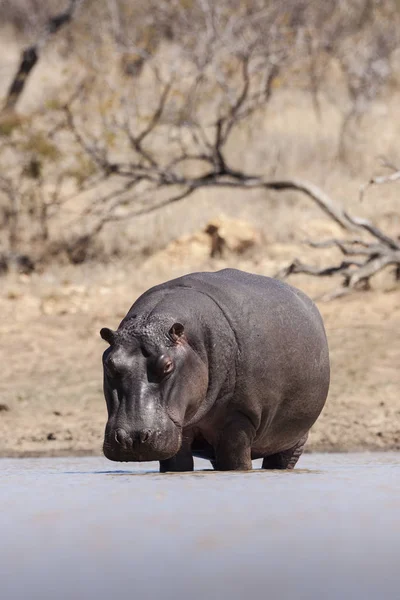 Hipopótamo Animal Vida Silvestre Hipopótamo —  Fotos de Stock